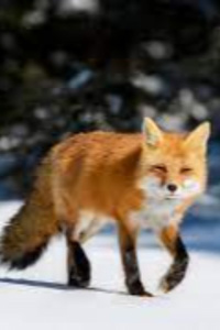 The fox and her prey that hopped