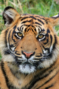 Tiger Time Capsule