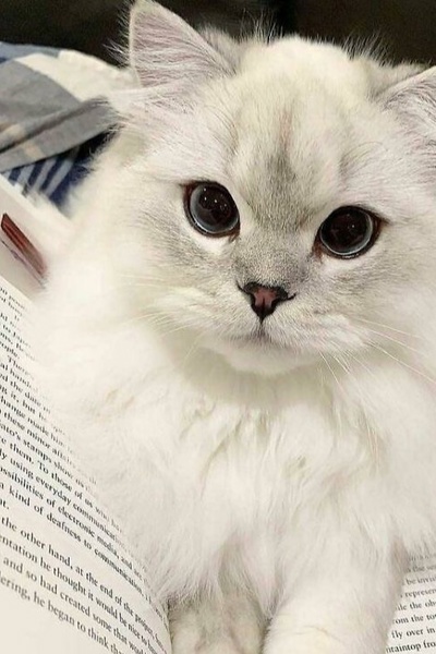 The Immortal Kitten